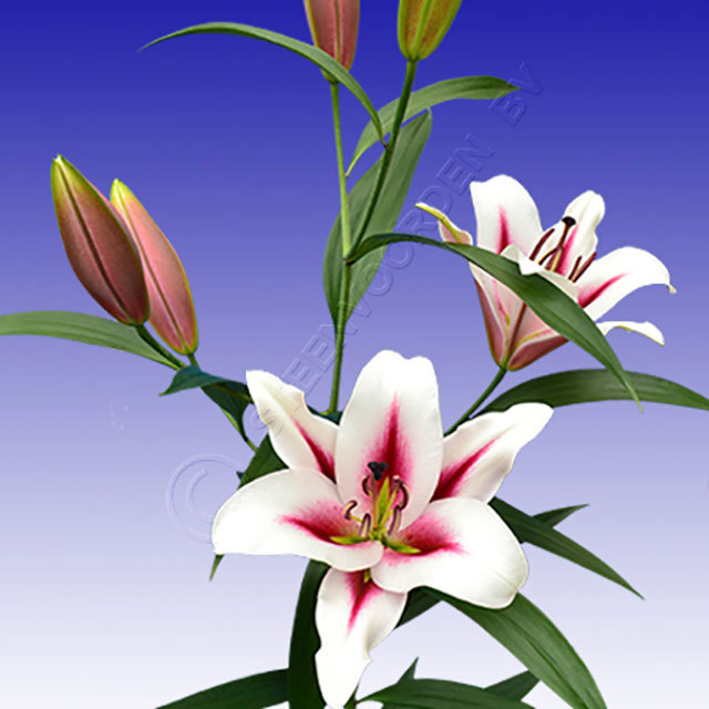 Lilium OT Gaucho Sudden Leaf Drop