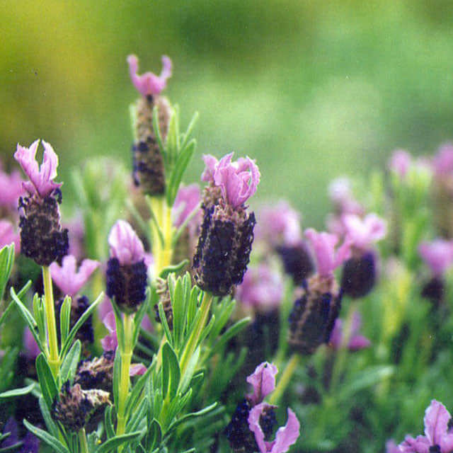 Lavandula stoechas Alba