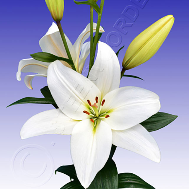 Lilium hybridum Merluza Fine Webbing