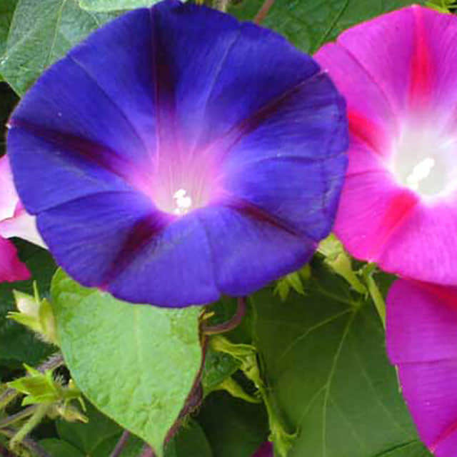 Ipomoea indica