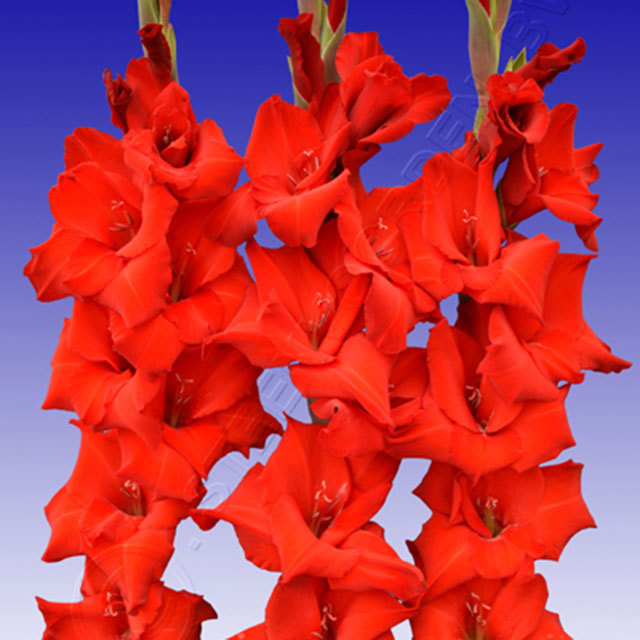 Gladiolus Red Balance