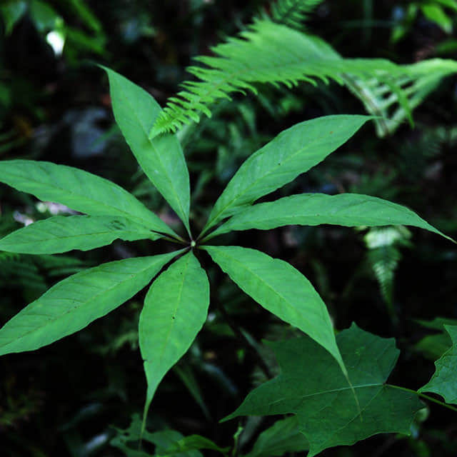 Arisaema triphyllum