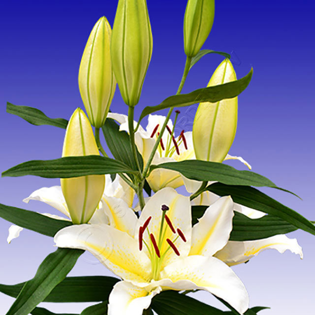 Lilium orientalis Columbia Drooping Leaves