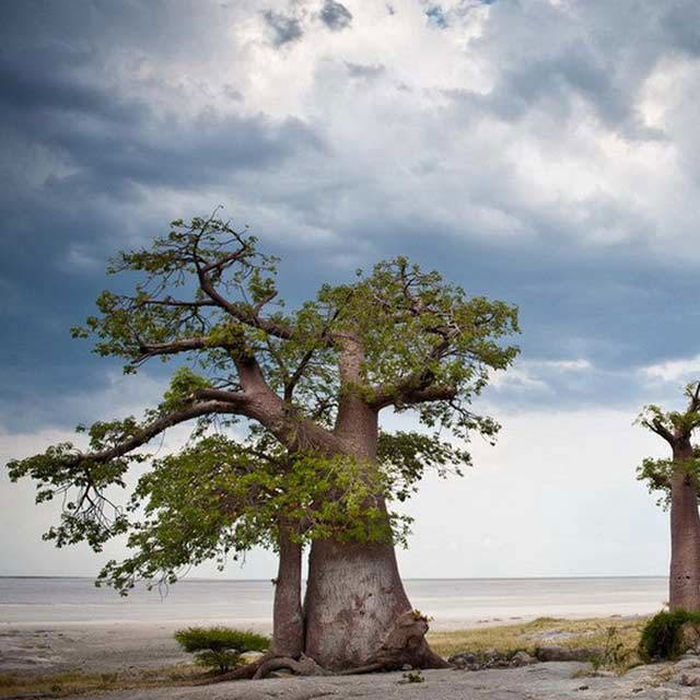 Adansonia digitata