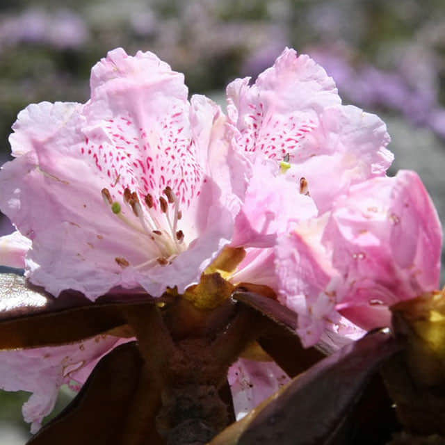 Rhododendron bureavii Sudden Leaf Drop
