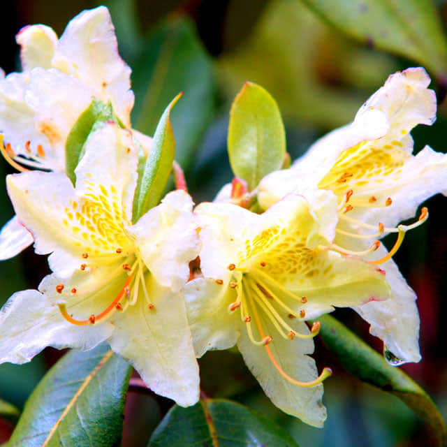 Rhododendron lutescens Drooping Leaves