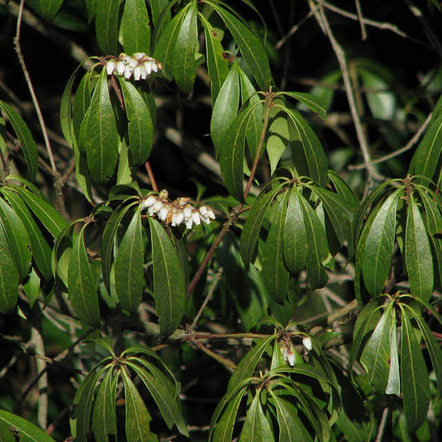 Pieris japonica