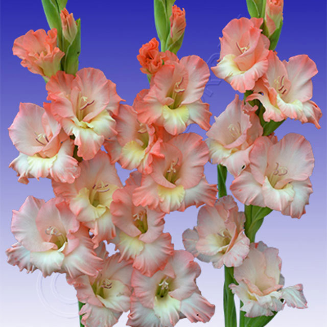 Gladiolus Dolce Vita
