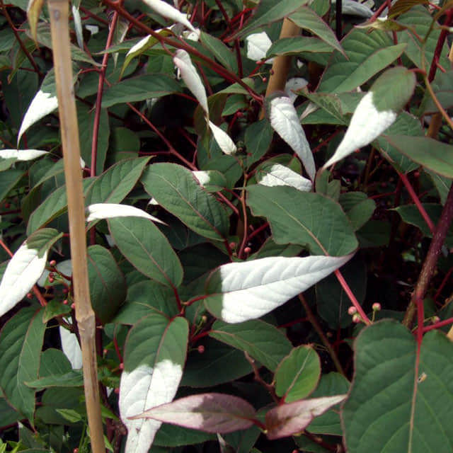 Actinidia pilosula