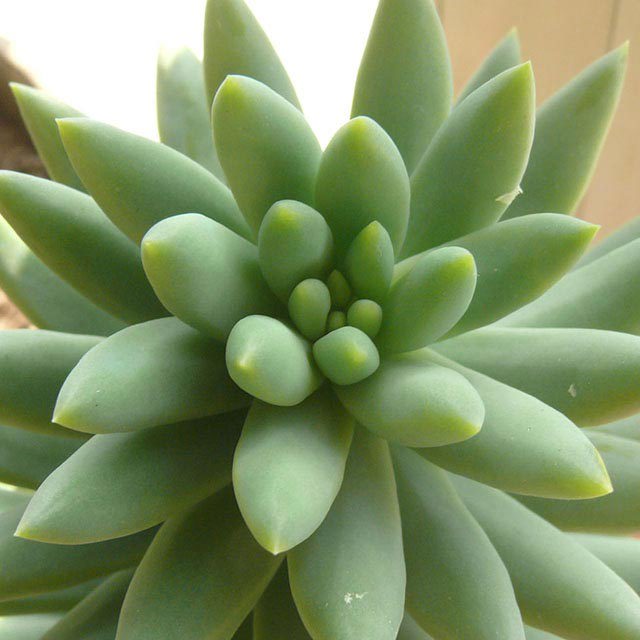 Sedum