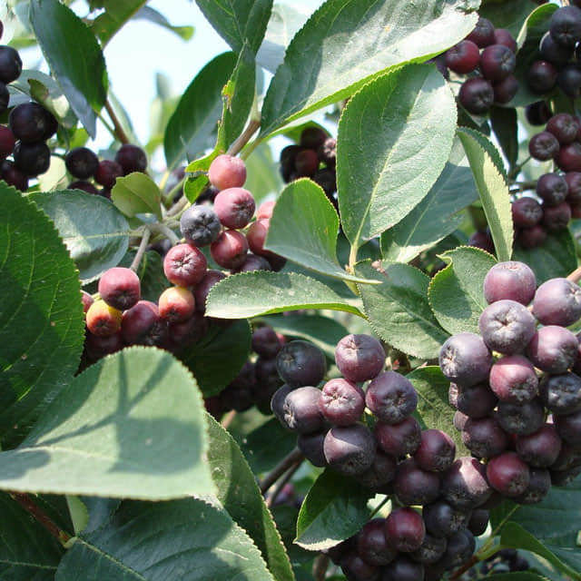 Aronia melanocarpa