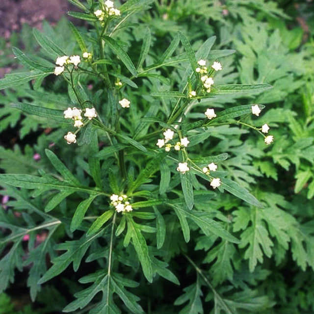 Artemisia absinthium