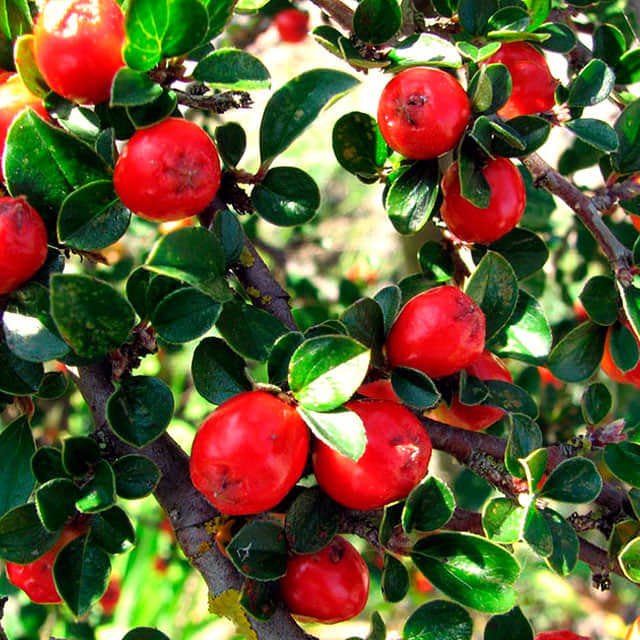 Cotoneaster apiculatus