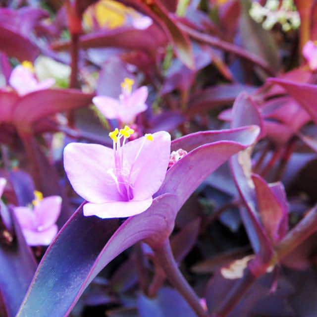Tradescantia pallida