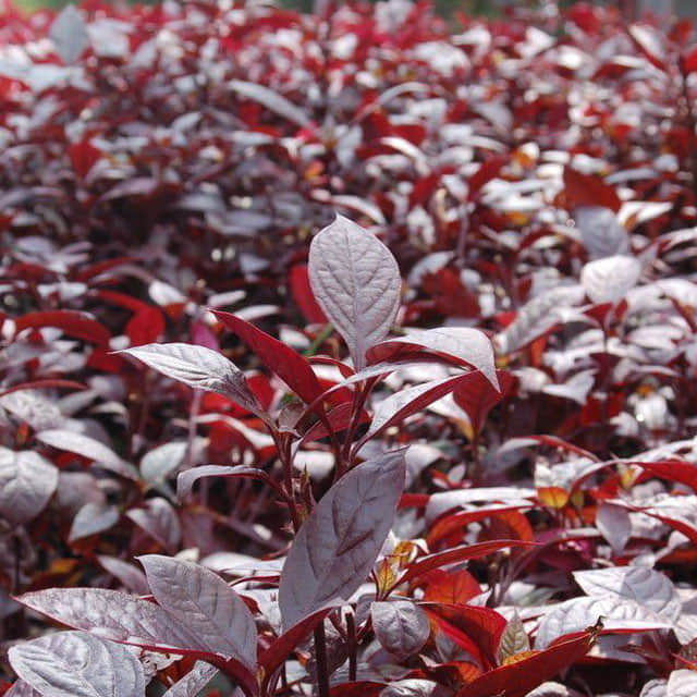 Prunus jamasakura