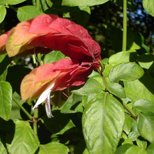 Beloperone guttata