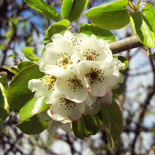 Pyrus communis