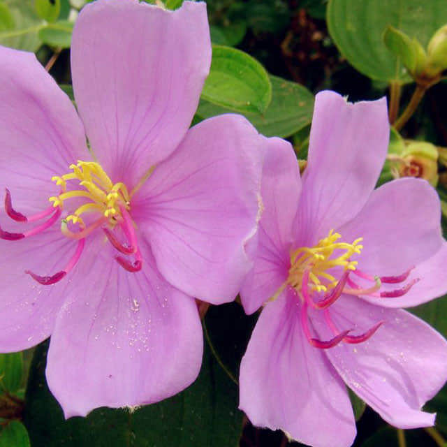 Tibouchina lepidota