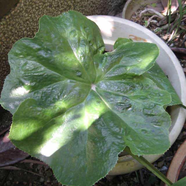 Podophyllum peltatum