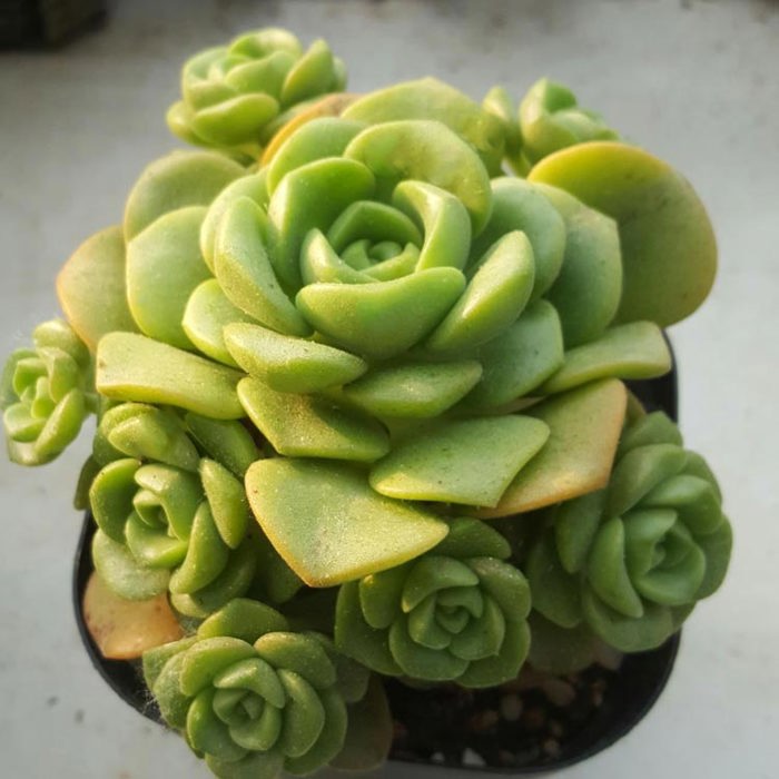 Aeonium Lilypad Leggy Stems