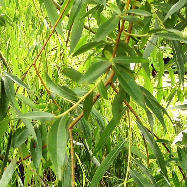 Salix alba