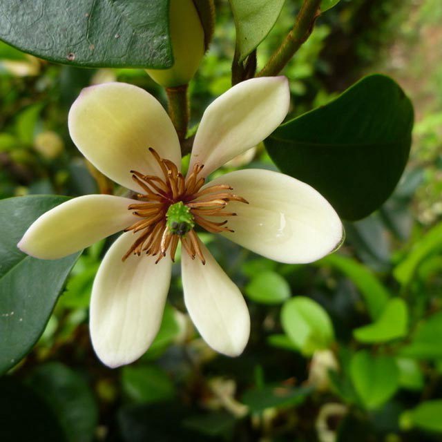 Michelia figo