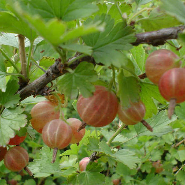 Physalis peruviana