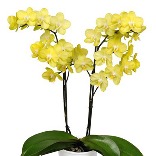Phalaenopsis Cagliari White Powder
