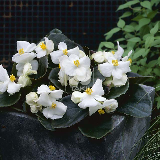 Begonia Havana White 7505