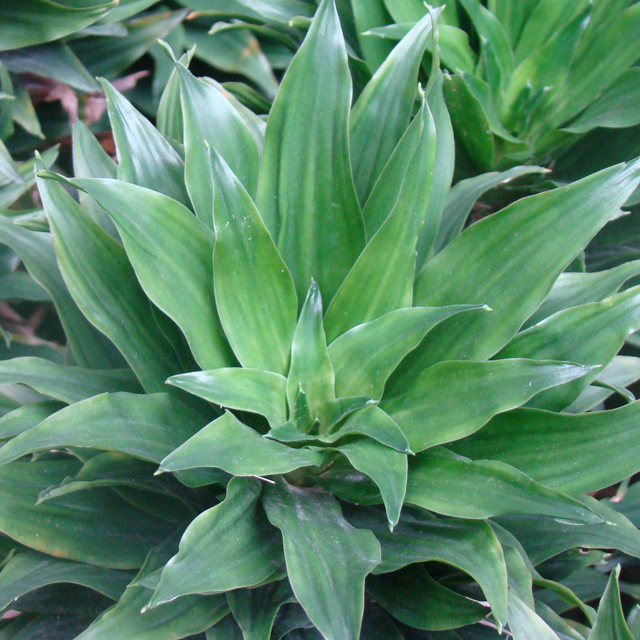 Dracaena fragrans Compacta Drooping Leaves