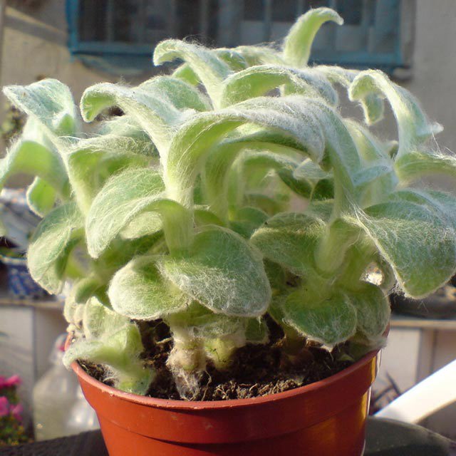 Tradescantia sillamontana