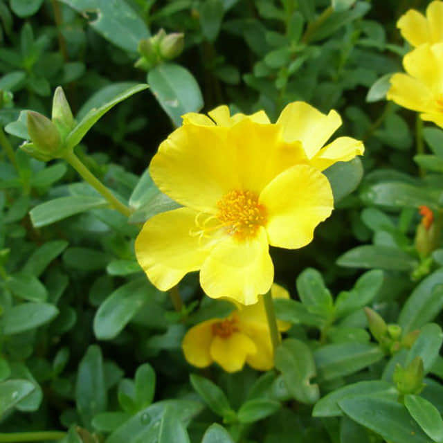 Helianthemum nummularium