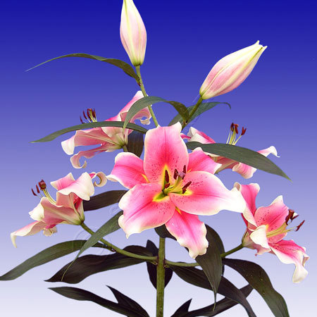 Lilium Sunset White Cottony Spots