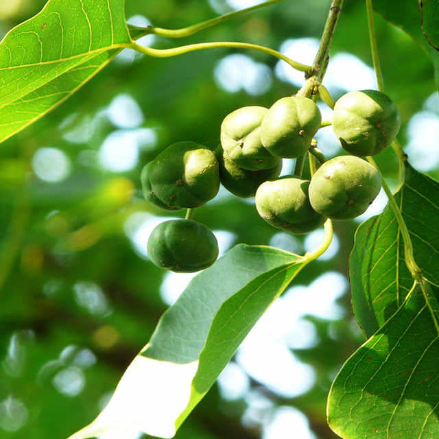 Sapium sebiferum