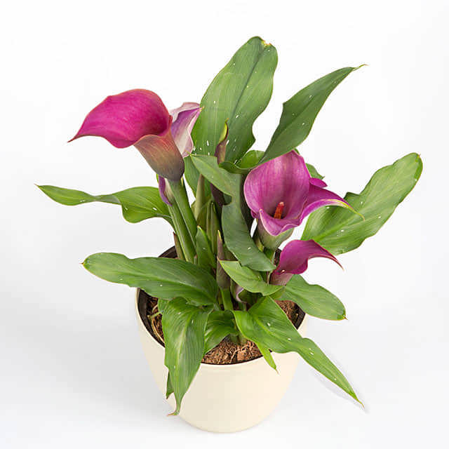 Red Zantedeschia aethiopica