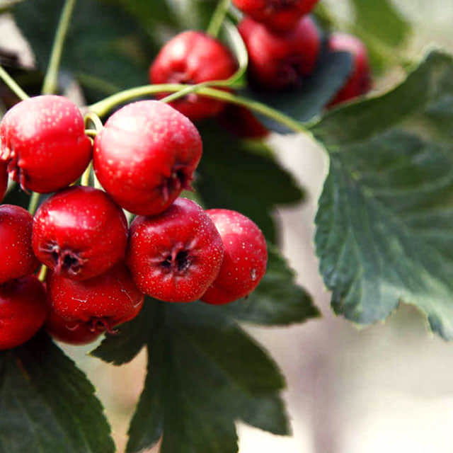 Crataegus coccinea
