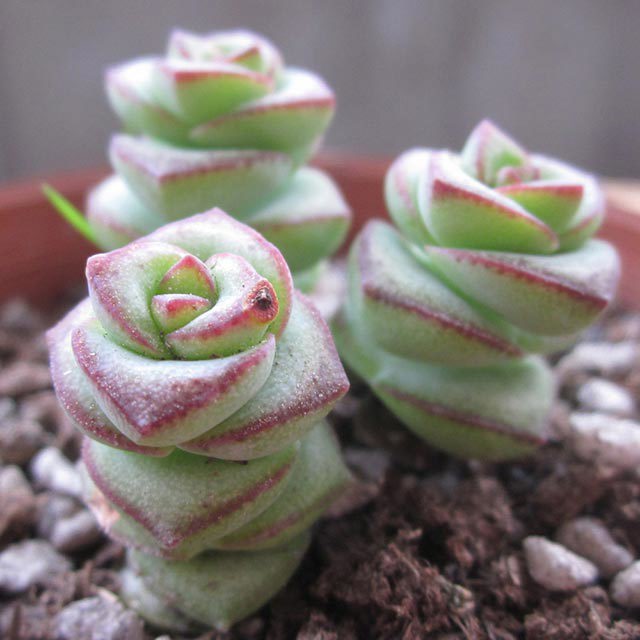 Crassula marnieriana