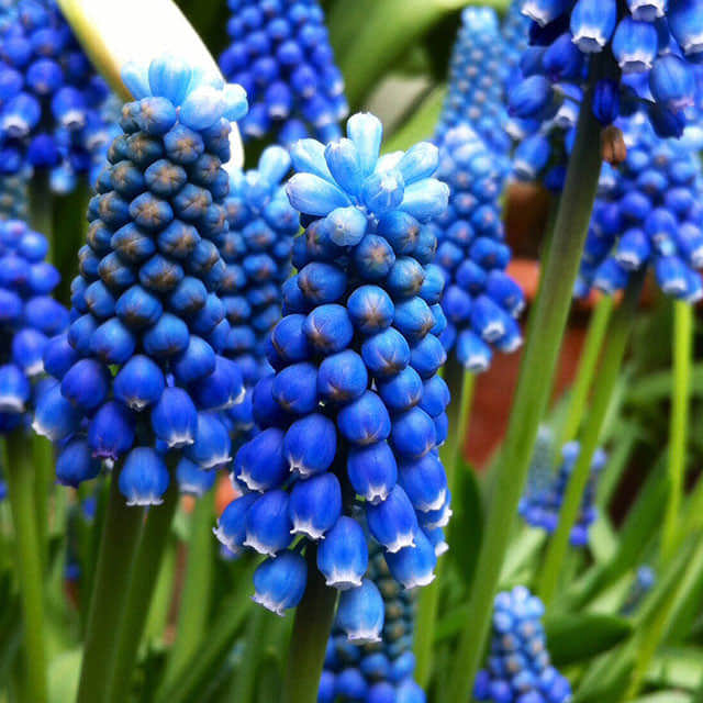 Muscari Botryoides Blue Magic