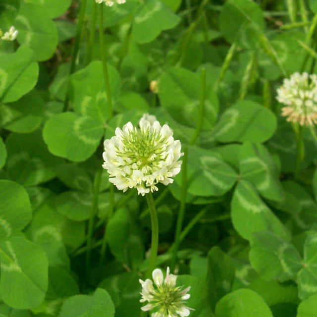 Galium odoratum