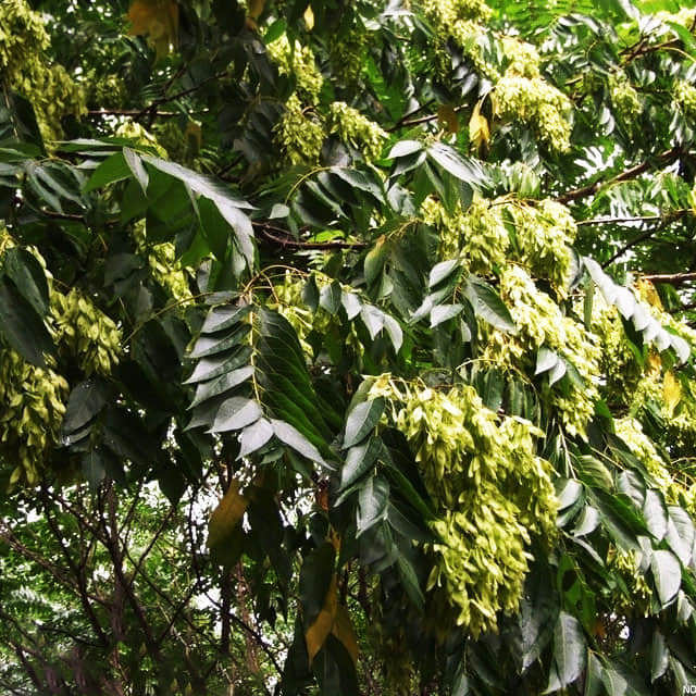 Ailanthus altissima