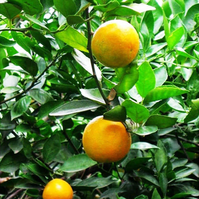 Citrus