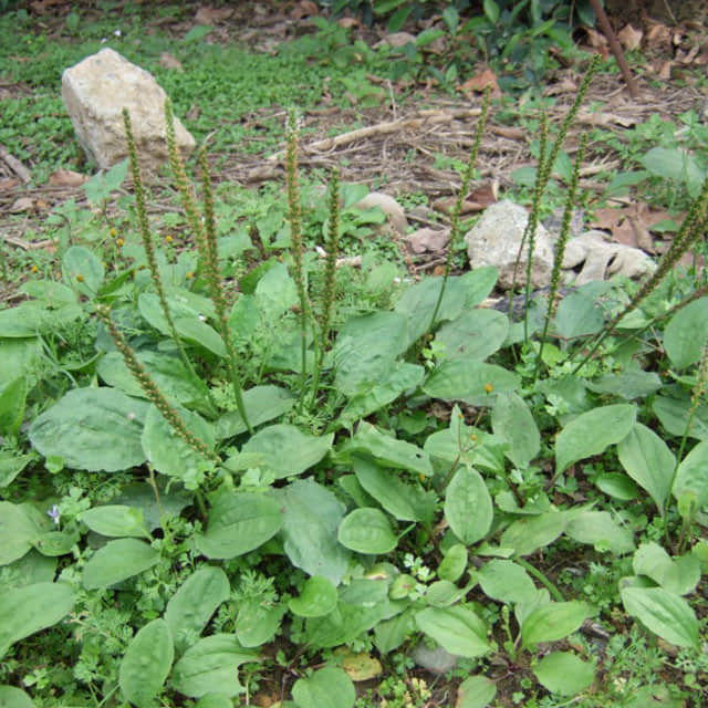 Plantago major