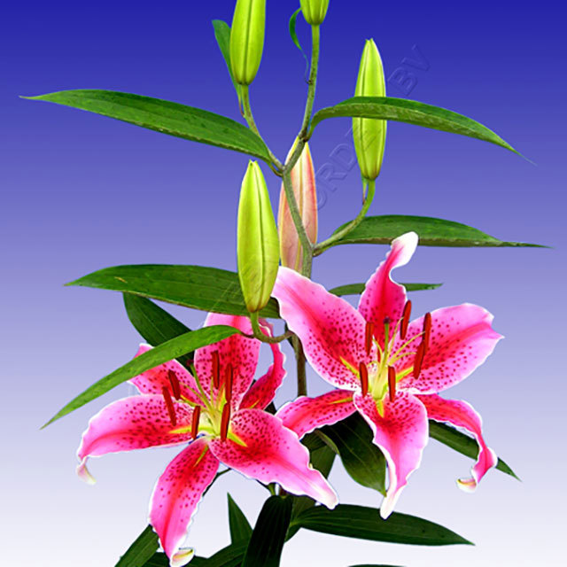 Lilium oriental Mero Star Ragnatele sottili