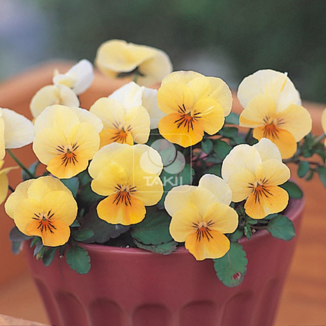 Viola cornuta Apricot Lip