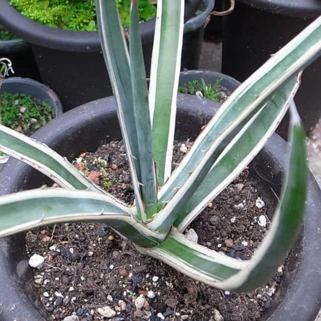 Agave americana marginata Alba