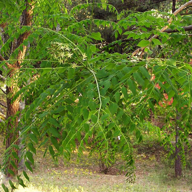 Gymnocladus dioica