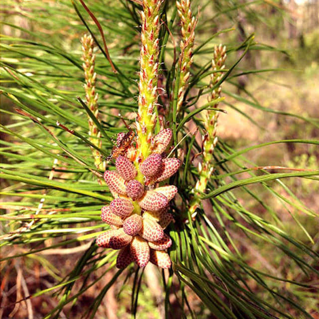 Pinus rigida