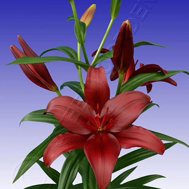Lilium LA Hybrid Methone Fine Webbing