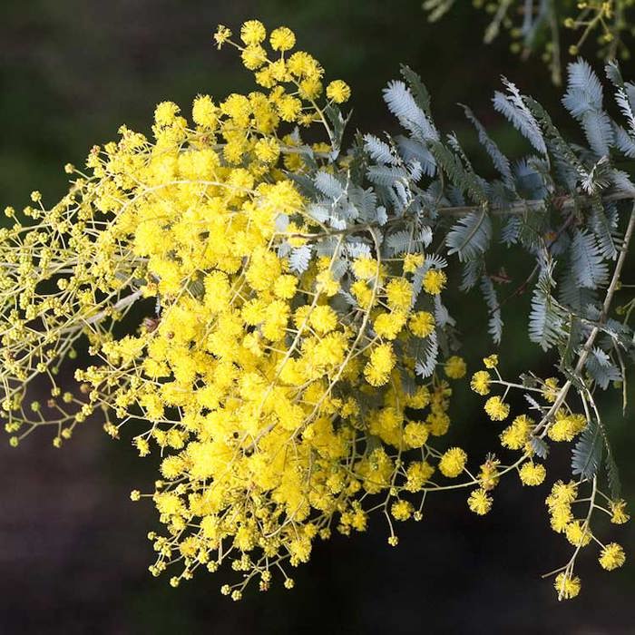 Acacia dealbata
