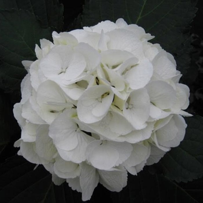 Hydrangea macrophylla Sneeuwbal White Cottony Spots